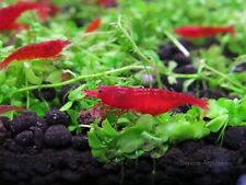 Bloody mary neocaridina for sale  Dacula