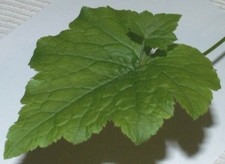 Ungewöhnlich henne küken gebraucht kaufen  Elsdorf