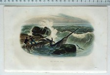 Gravure furne requin d'occasion  Beaufort-en-Vallée
