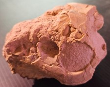Fossil oreodont skull for sale  Cass City