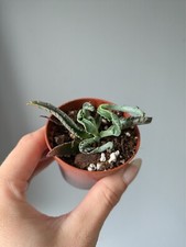 Kalanchoe daigremontiana octop for sale  TELFORD