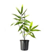 Bamboo black asper for sale  USA