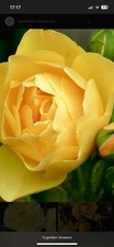 Yellow golden showers for sale  NOTTINGHAM