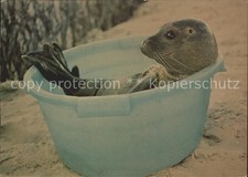 Seehunde robben wanne gebraucht kaufen  Deutschland