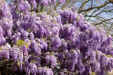 Graines seeds glycine d'occasion  Hirtzbach