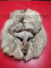 Fox head sporran d'occasion  Expédié en Belgium