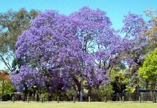 Seeds jacaranda mimosifolia for sale  Phoenix