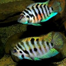 Convict cichlid 2 for sale  Pittsburg