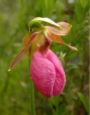 Small pink lady for sale  Altamont