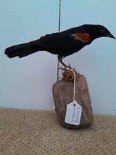 Taxidermy tattoo voodoo for sale  SAXMUNDHAM