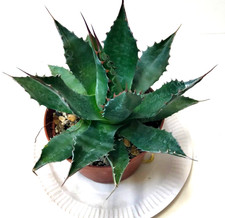 Succulent agave montana for sale  LONDON