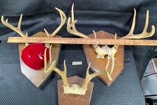 Whitetail deer antlers for sale  Leander