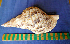 Large triton shell for sale  BARRY