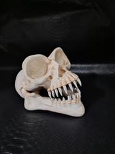 Gremlins skull replica for sale  Eagle