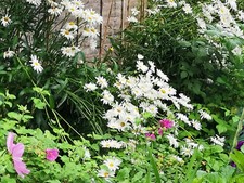 Mexican daisy shasta for sale  LEOMINSTER