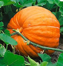 Giant pumpkin seeds for sale  Las Vegas