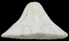 Miozän clypeaster portentosus gebraucht kaufen  Erlangen