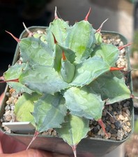 Agave potatorum becky for sale  Encinitas