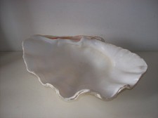 Grand coquillage bénitier d'occasion  Hérouville-Saint-Clair