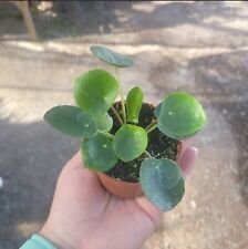 Chinese money plant for sale  Covina