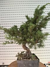 Ginepro kishu bonsai usato  Italia