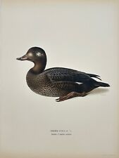 Estampa de pássaro antiga - Magnus von Wright - Oidemia Fusca - Scoter de veludo - F5 comprar usado  Enviando para Brazil