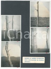 1940 botanica saperda usato  Milano