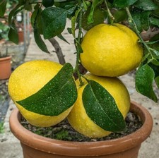tree bush for sale tree bush for sale Plant City