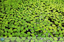 Salvinia minima piante usato  Feldthurns