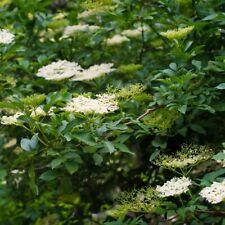 Elderberry hedging hardy for sale  IPSWICH