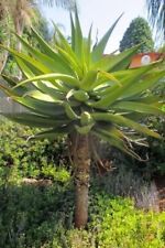 Aloe spectablilis seeds for sale  Russell