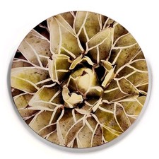 Succulent plant green for sale  Hickory