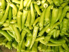 Chilli plants hungarian for sale Chilli plants hungarian for sale  BANBURY