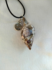 Real tulip seashell for sale  Panama City