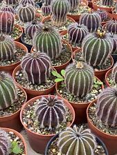 Rara pianta succulenta usato  Spedire a Italy