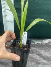 palm trees uk for sale  ASHFORD