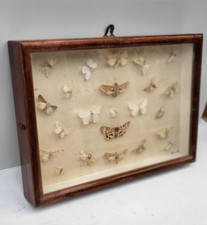 Lepidopterist glass display for sale  LONDON