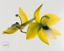 De colección Irving Penn Cycnoches Ventricosum Orquídea Grabado Bellas Artes 1980 Estera 11x14 segunda mano  Embacar hacia Mexico