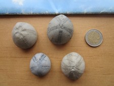 Schöne versteinerte seeigel gebraucht kaufen  Bredstedt