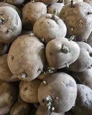 Seed potatoes lbs for sale  Manitowoc
