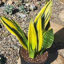 Sansevieria flame snake for sale  Fresno
