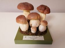 Somso modell pilzmodell gebraucht kaufen  Ebersbach an der Fils