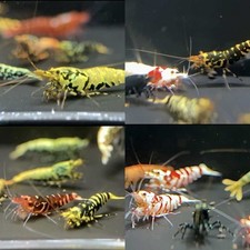 caridina shrimp for sale caridina shrimp for sale Westminster