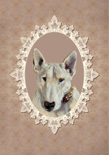 Bull terrier charming usato  Spedire a Italy