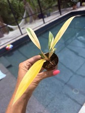 Philodendron carmel marble for sale  Bradenton