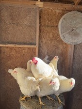 White chantecler chicken for sale  East Rochester