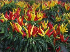 Gs95bv capsicum nariniense gebraucht kaufen  Dettingen an der Erms