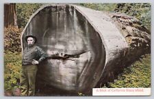 fallen wood tree for sale fallen wood tree for sale Belleville