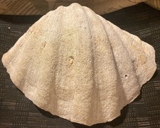 Giant clam shell for sale  Kailua Kona