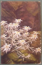 Carte postale edelweiss d'occasion  Paris XV